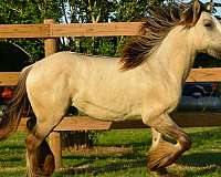dunskin-ghra-gelding