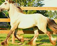 black-dunskin-athletic-flashy-horse