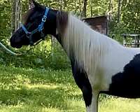 black-pinto-amhr-gelding-stallion