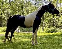 black-pinto-companion-horse
