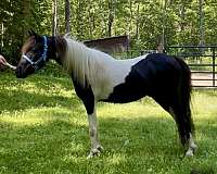 black-pinto-experienced-horse