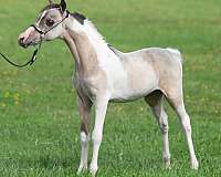 buckskin-pinto-weanling