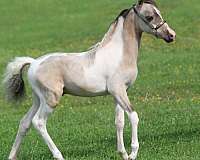 pinto-weanling