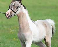 tobiano-pinto-foal