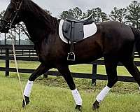 performance-friesian-paint-horse