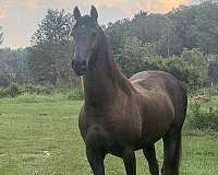 friesian-gelding