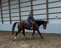 bay-beginner-ridden-western-horse