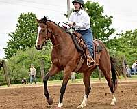 available-thoroughbred-horse