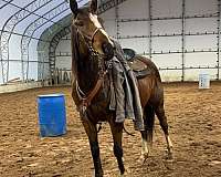 all-around-thoroughbred-horse