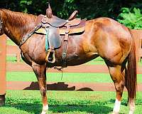 all-around-paint-horse
