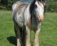 gypsy-vanner-horse