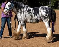 gypsy-vanner-gelding