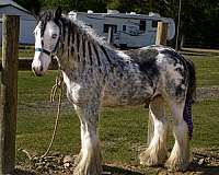 gypsy-vanner-horse-for-sale