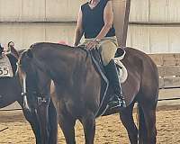 white-blaze-on-two-hind-feet-horse