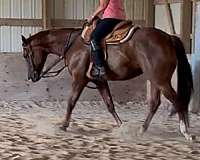 sorrel-white-blaze-on-two-hind-feet-horse