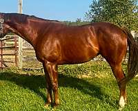 white-blaze-on-two-hind-feet
