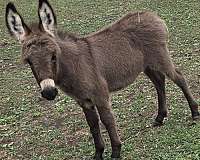 donkey-colt