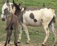 donkey-for-sale