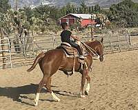 lucerne-valley-quarter-horse