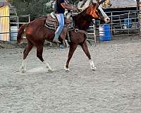 lucerne-valley-horse