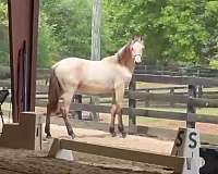 pre-andalusian-horse