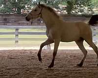 andalusian-horse