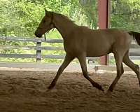 buckskin-andalusian-horse
