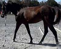bay-star-horse