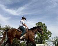 all-around-thoroughbred-horse