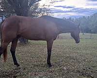 star-horse