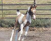 champagne-tobiano-blue-eyes-horse