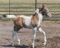 gunnatrashya-paint-horse