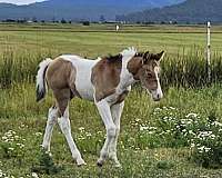 reined-cowhorse-paint-horse