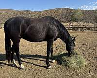 star-white-on-three-of-four-pasterns-horse