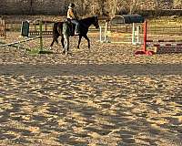 black-star-white-on-three-of-four-pasterns-horse