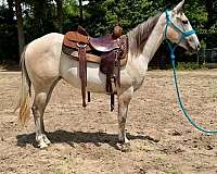 all-around-quarter-horse