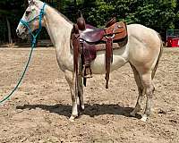 athletic-quarter-horse