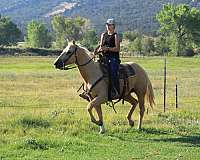 athletic-kid-safe-quarter-horse