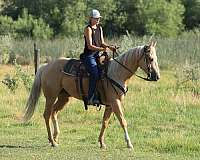 palomino-athletic-kid-safe-horse