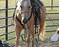 athletic-kid-safe-gelding
