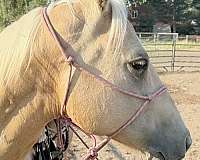 and-ranch-quarter-horse
