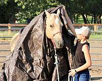 athletic-quarter-horse