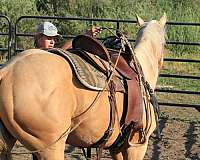 build-quarter-horse