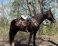 all-tennessee-walking-pony