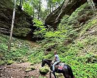 amazing-tennessee-walking-pony