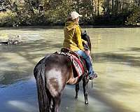 anything-tennessee-walking-pony
