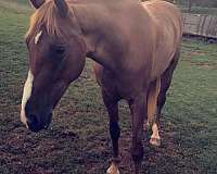 all-around-tennessee-walking-horse