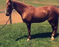 finished-tennessee-walking-horse