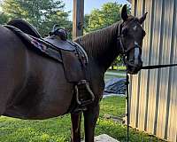 ridden-english-tennessee-walking-horse