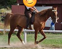 gaited-tennessee-walking-horse